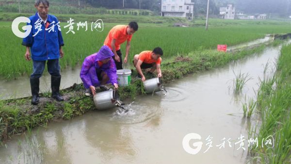 （市州）爱在蓝天下，情暖南坪村，灾后重建，恢复稻鱼生产我先行 贵州省铜仁学院生态渔业技术帮扶助推脱贫实践服务队“三下乡”系列活动