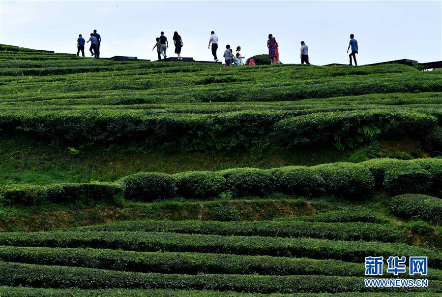 湖北恩施：山区茶园引游客