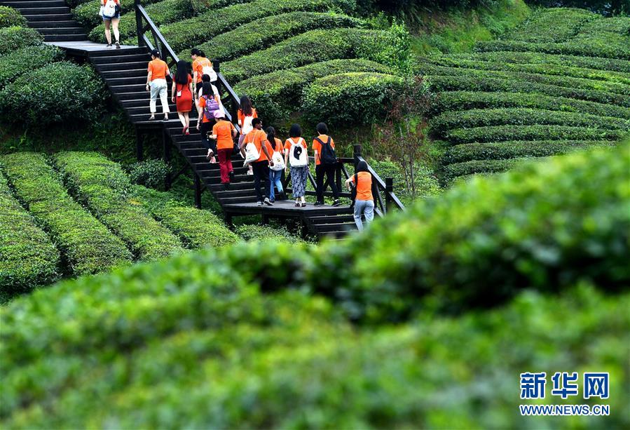 湖北恩施：山区茶园引游客