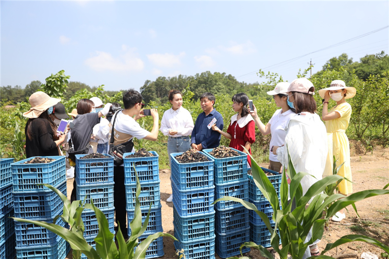 急【B 有修改】荆门市网络媒体“荆采行”走进京山探访特色产业助力脱贫