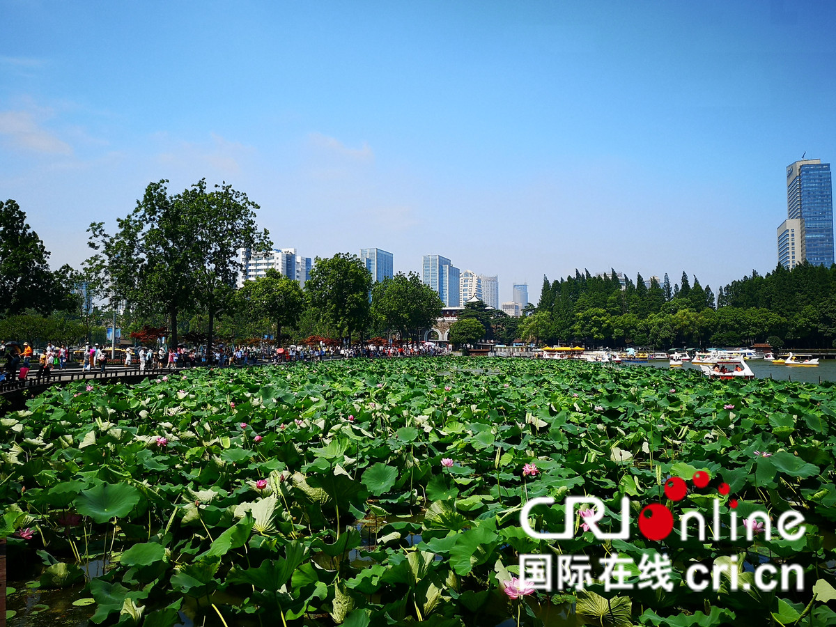 （原创 焦点图）夏日玄武湖：多点“花”样