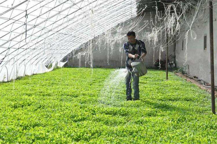 黑龙江肇东反季节蔬菜让冬闲变冬忙