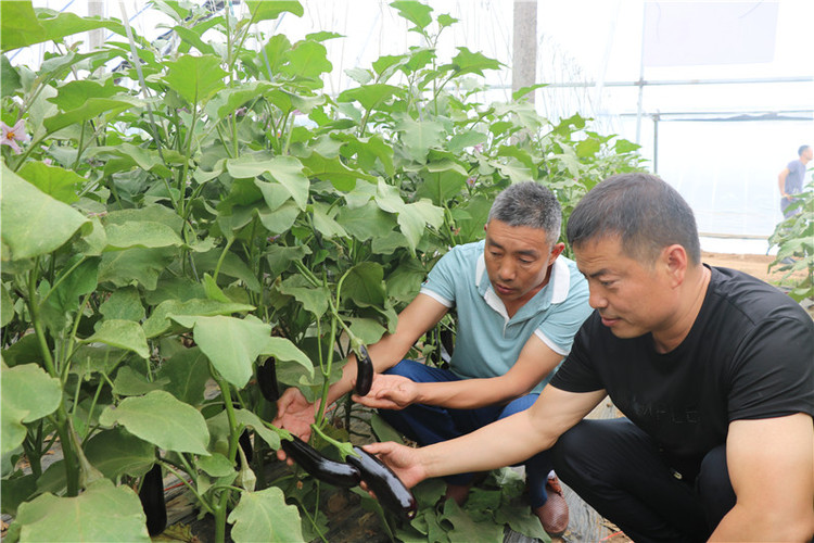 （有修改）【B】平顶山市鲁山县蜂李村：“彩虹”产业助力乡村加快脱贫步伐