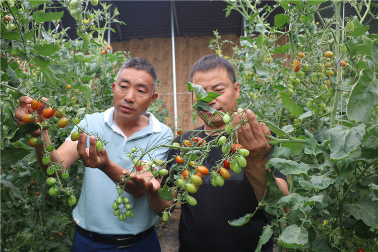 （有修改）【B】平顶山市鲁山县蜂李村：“彩虹”产业助力乡村加快脱贫步伐