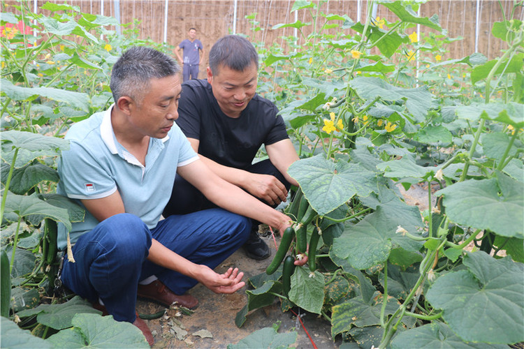 （有修改）【B】平顶山市鲁山县蜂李村：“彩虹”产业助力乡村加快脱贫步伐