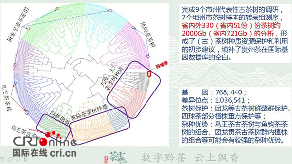 （要闻/黔茶贵水）依托大数据  贵州打造“数字”茶产业