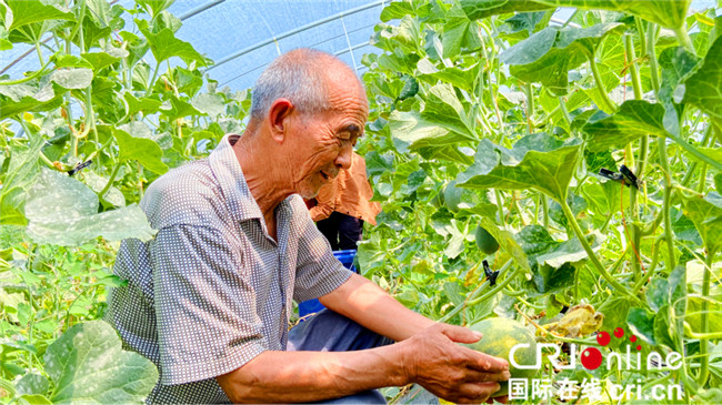 （有修改）【A】渭南大荔畅家村：甜蜜致富瓜 撑起小康梦