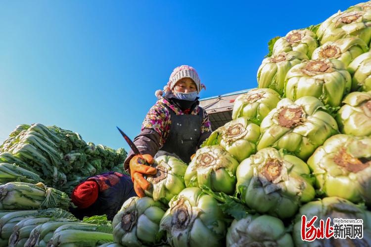 河北滦南：大白菜外销忙