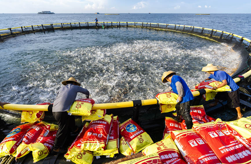 广西北海：深水网箱养殖金鲳鱼迎来好收成