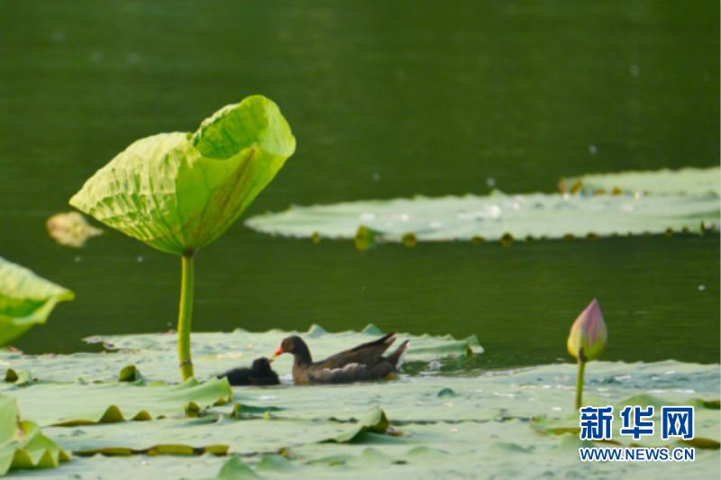 武汉：荷花渐次开 美景入画来