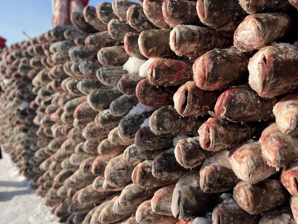 Winter Fishing on Chagan Lake in Songyuan City: Reappearance of the Spectacular Scene of "Pulling Heavily Laden Nets of Fish Out of Frozen Lake"_fororder_图片 3