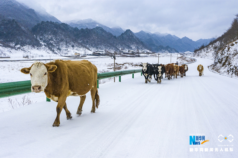 【城市远洋带图】重庆巫溪：冰雪奇缘秘境红池 这里的雪过分美丽