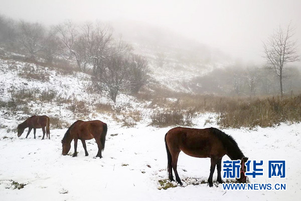 【区县联动】【城口】城口县黄安坝开启冰雪童话模式