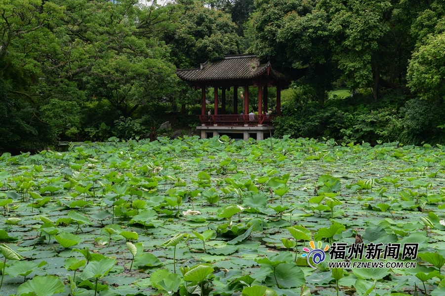 惊艳！福州城内8处荷塘等你来打卡