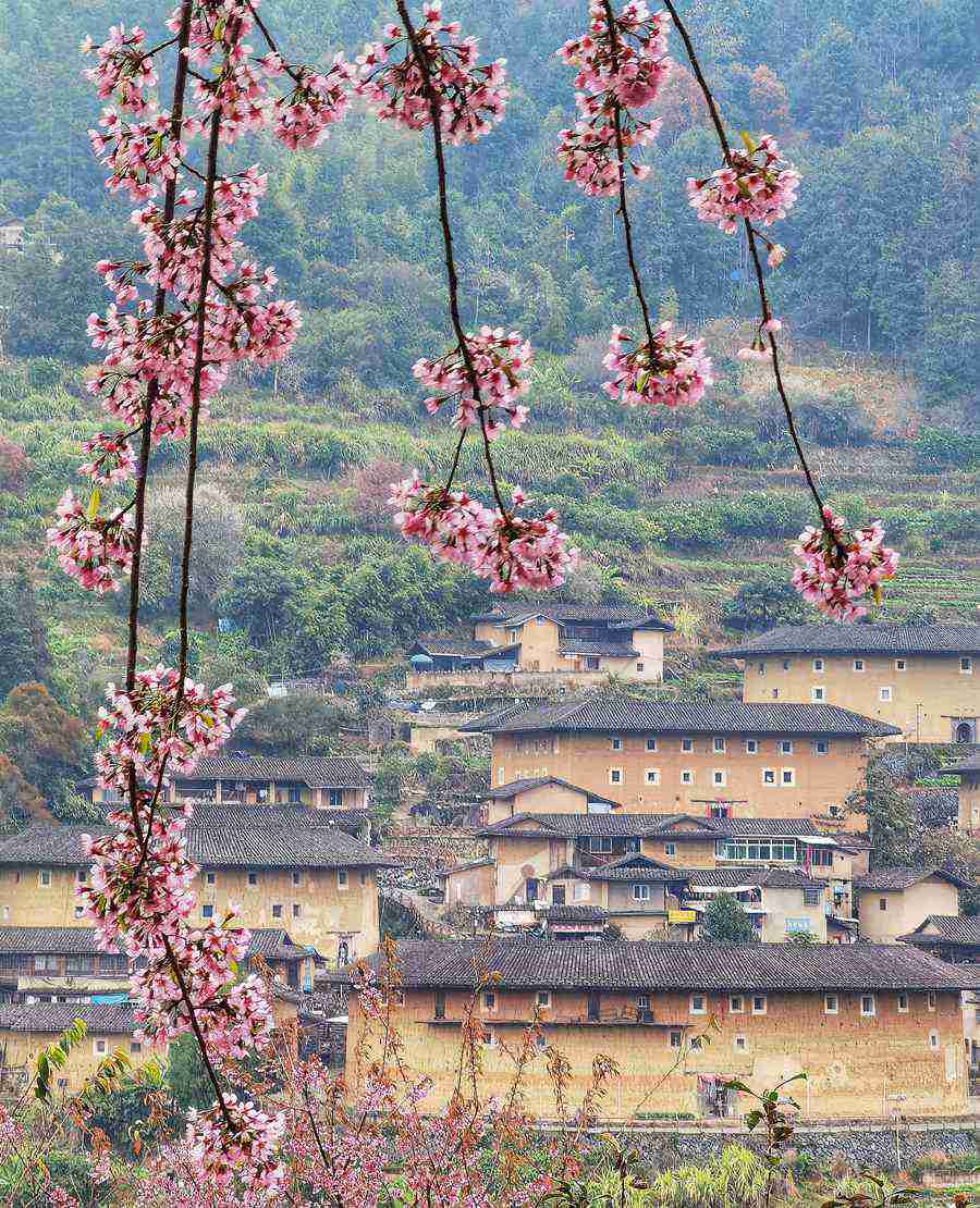 绝美！粉色樱花“点缀”世遗土楼