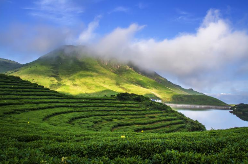 【闽东茶乡专题 茶企播报板块】福鼎市芳茗茶业有限公司