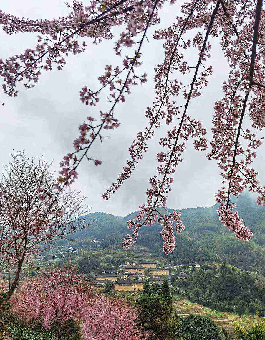 绝美！粉色樱花“点缀”世遗土楼