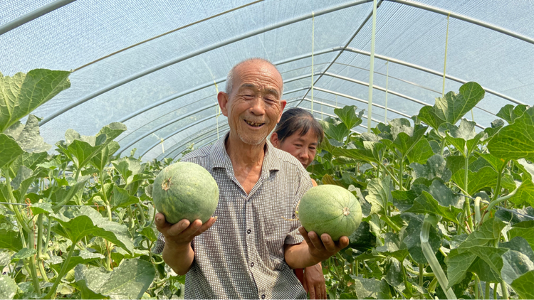 （链接已增加，修改第五国家战略）【A】“醉”美丰收景  “果乡之旅”让“大荔甜”持续传递