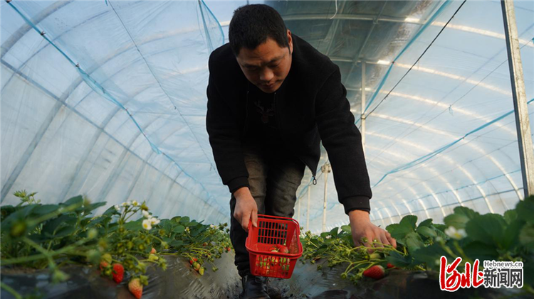 河北深泽：小寒时节冷 大棚果蔬鲜