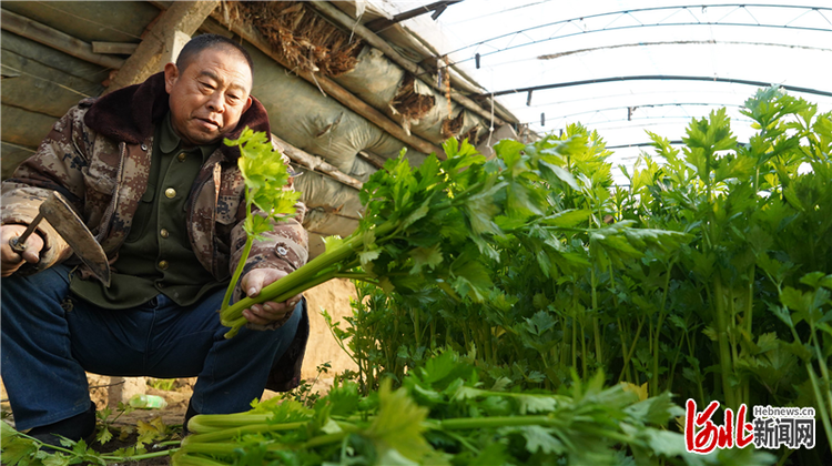 河北深泽：小寒时节冷 大棚果蔬鲜