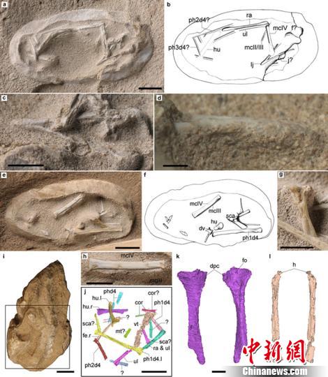 新疆发现数百枚3D翼龙蛋与胚胎化石