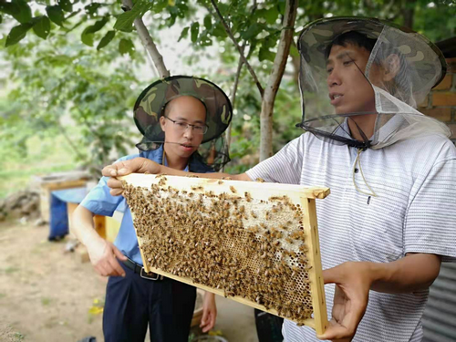 【河南供稿】平顶山市石龙区贫困户王景民：脱贫路上 与蜂同行