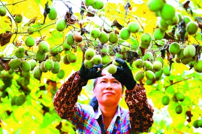 ［园区建设］“种”出来的幸福路——广西河池市天峨县脱贫攻坚见闻