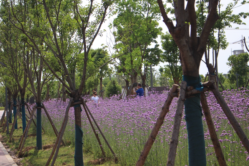 【B 有修改】平顶山市鲁山县：山清水秀风景美 天蓝地绿空气新