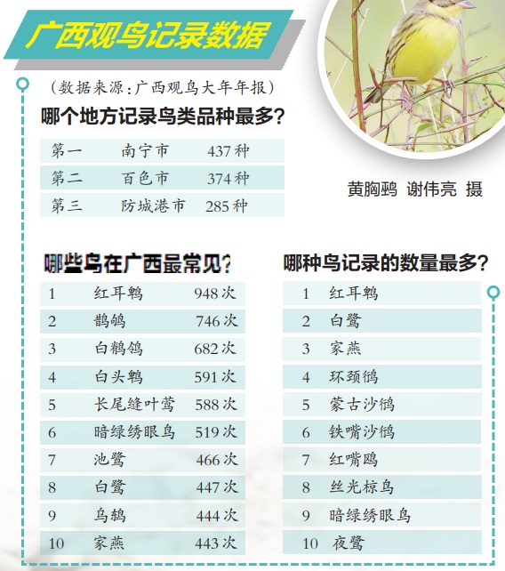 “西北鸟”白喉林莺首次飞临八桂