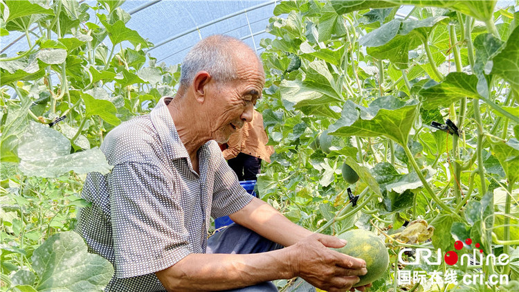 【A】六月“醉”大荔 风轻麦黄瓜果飘香（组图）