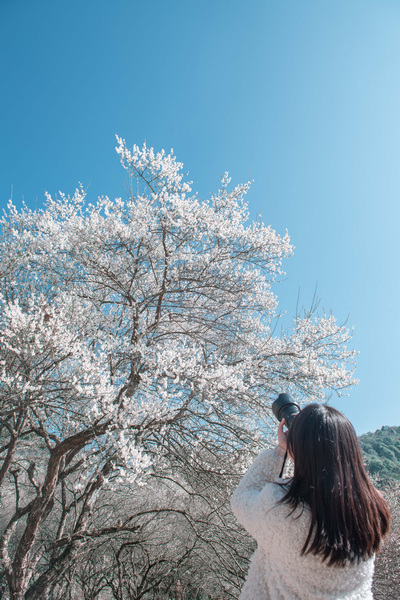 （中首）一部手机看梅花 荔波第17届梅花节线上赏梅活动开启