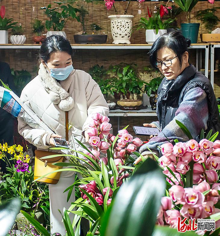 河北邯郸：新春到花儿俏