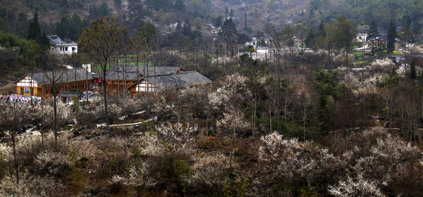 （中首）一部手机看梅花 荔波第17届梅花节线上赏梅活动开启