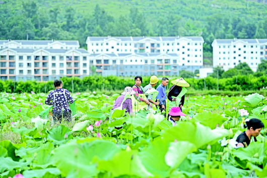 （要闻带摘要）“八要素”:引领农村产业革命纵深推进