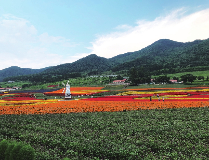 通化市“金江花海”又迎盛花期