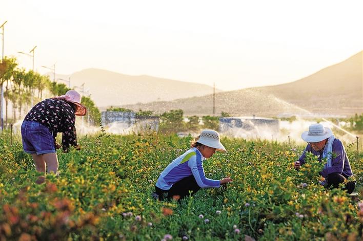 三秦新风貌 蒲城：金银花开幸福来