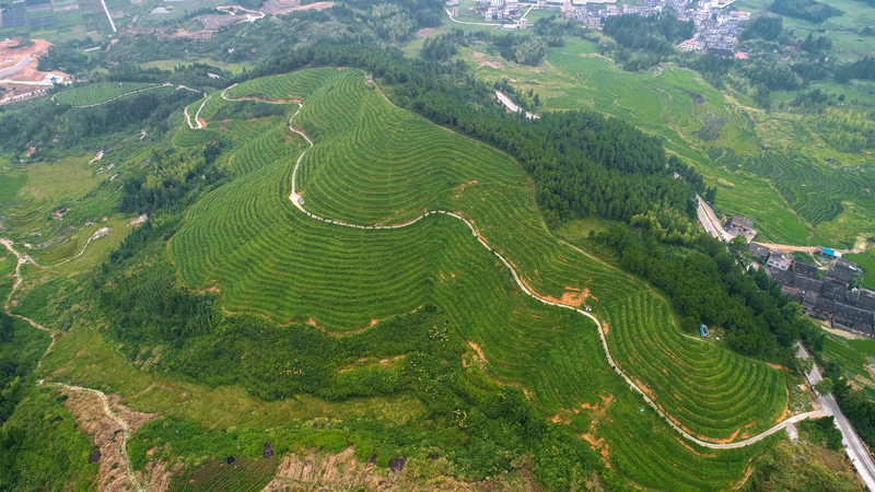 宁德周宁县“高山云雾茶”品牌效益凸显 农民增收致富