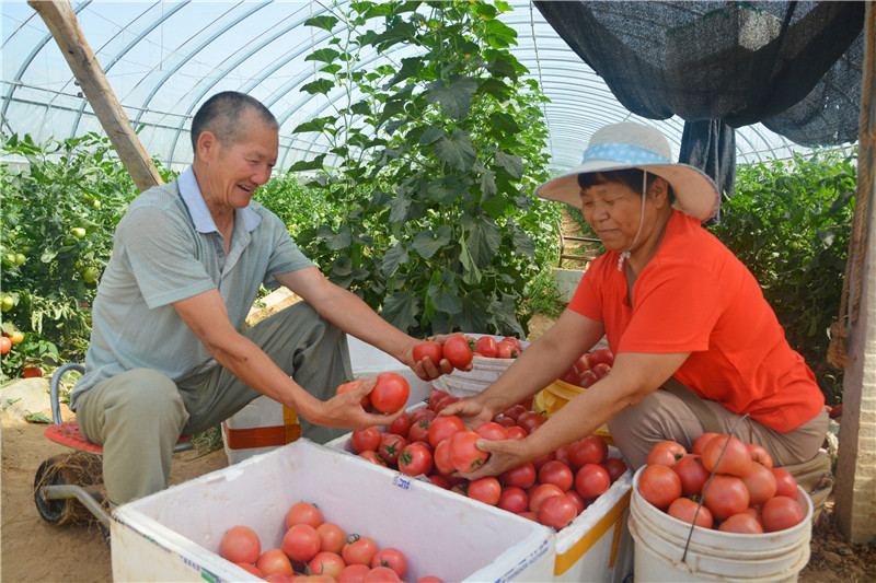 【B】三门峡城乡一体化示范区阳店镇：瓜蔬丰收 果香四溢