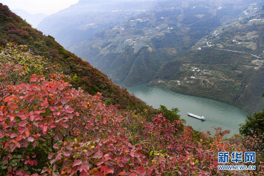 【聚焦重庆】待到满山红叶时 ——三峡重庆库区践行新发展理念面面观