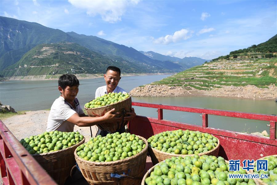 【聚焦重庆】待到满山红叶时 ——三峡重庆库区践行新发展理念面面观