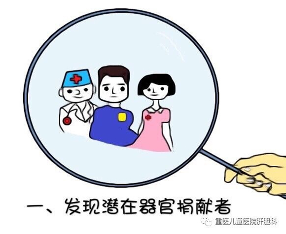 【社会民生】一组漫画看懂器官捐献过程