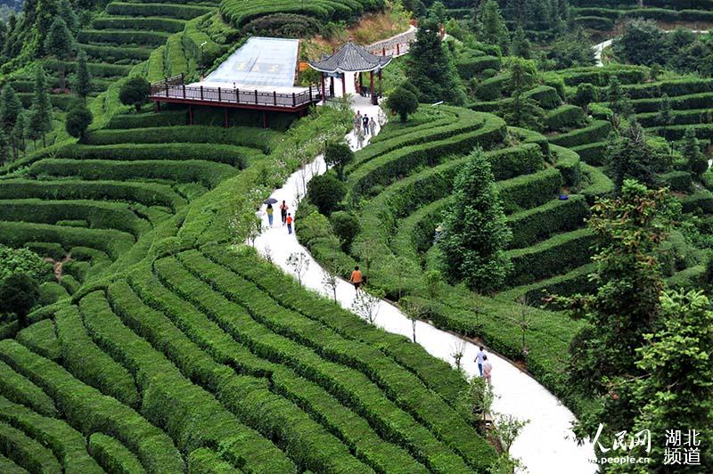 夏日茶乡风景美