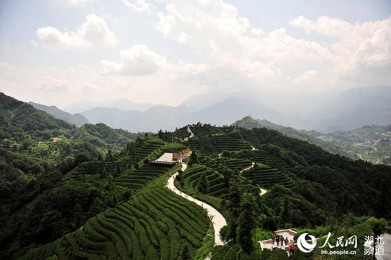 夏日茶乡风景美