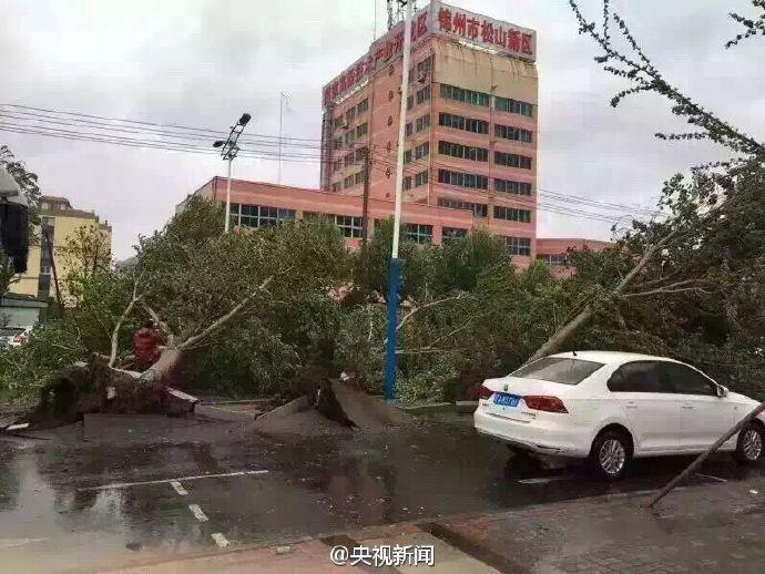 辽宁遭遇暴雨大风袭击 大树被连根拔起