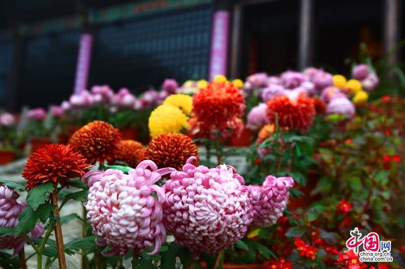 峨眉山:冰雪童话大世界 冬菊吐艳问情浓