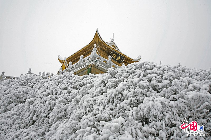 峨眉山:冰雪童话大世界 冬菊吐艳问情浓