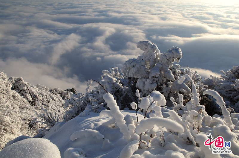 峨眉山:冰雪童话大世界 冬菊吐艳问情浓