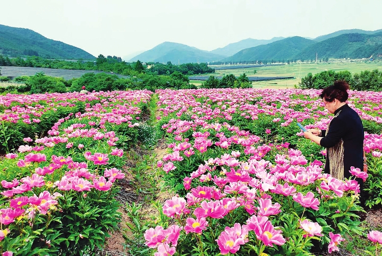 集安市榆林镇芍药花基地鲜花盛开 引游客前来观赏