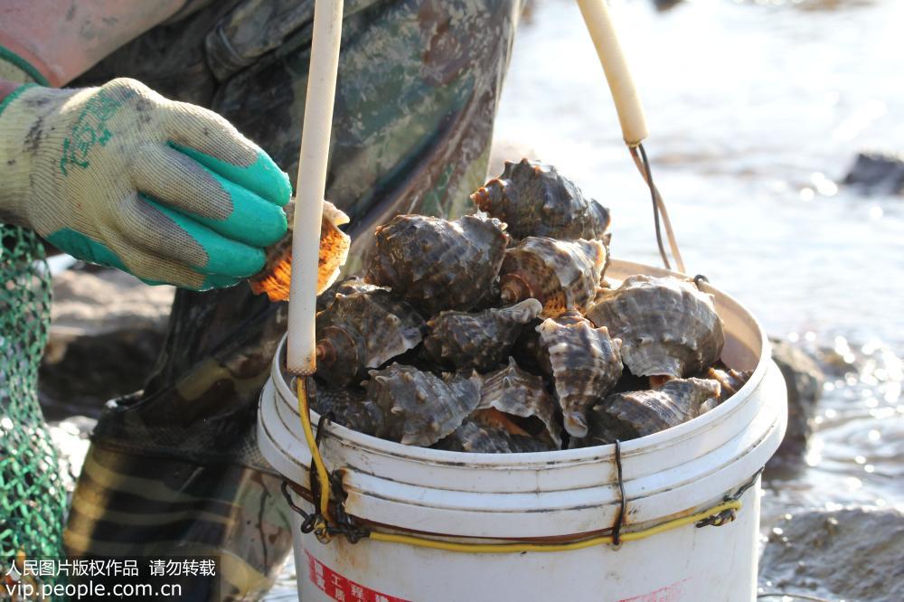 青岛天文大潮后“晒海底” 市民赶海忙