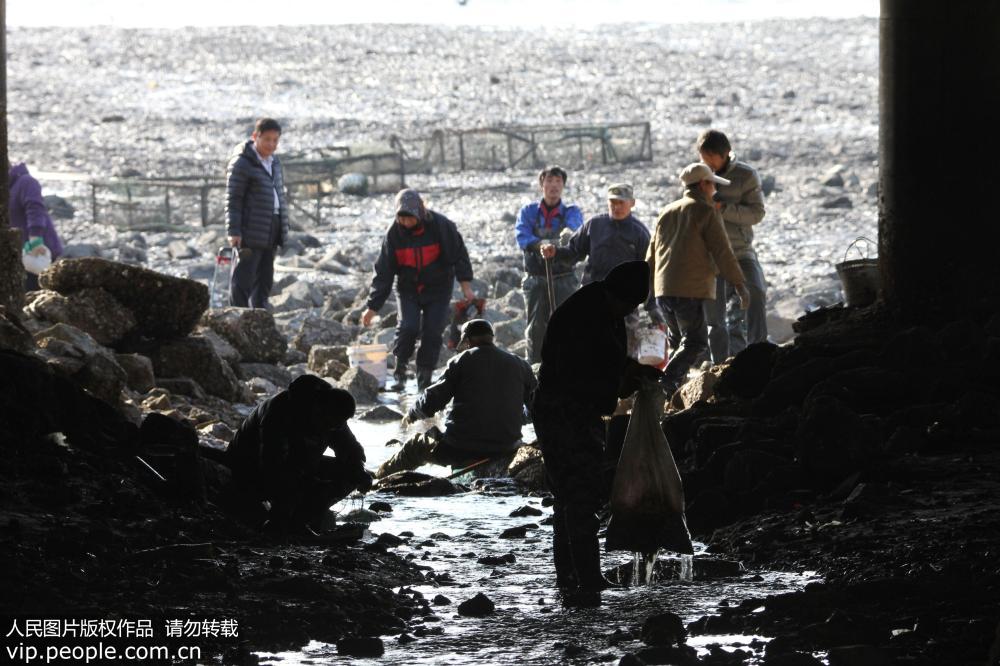 青岛天文大潮后“晒海底” 市民赶海忙